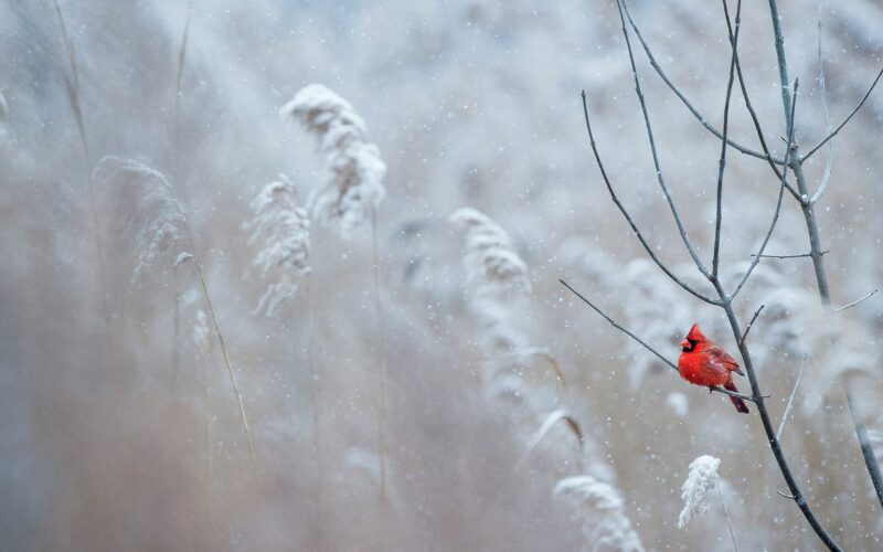 Hiver