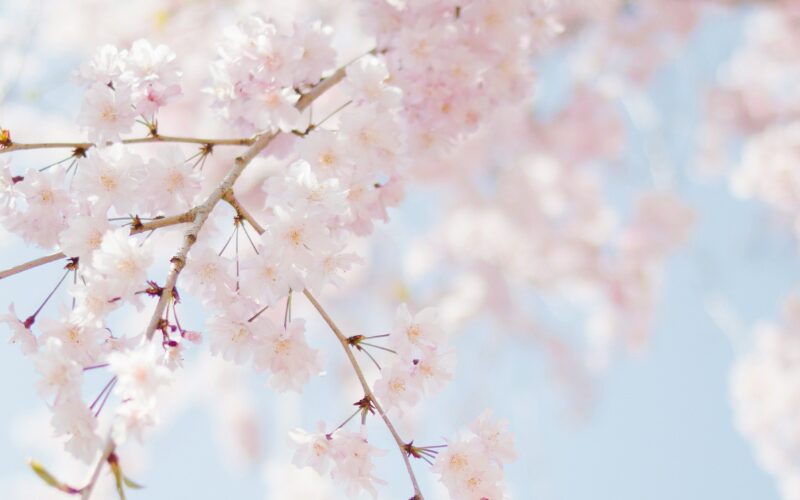 Printemps
